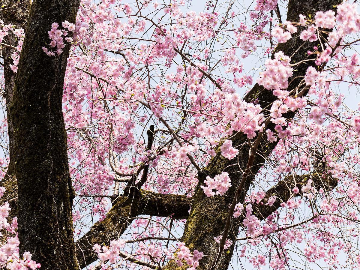Nanzenji Sando Kikusui Kyoto Dış mekan fotoğraf